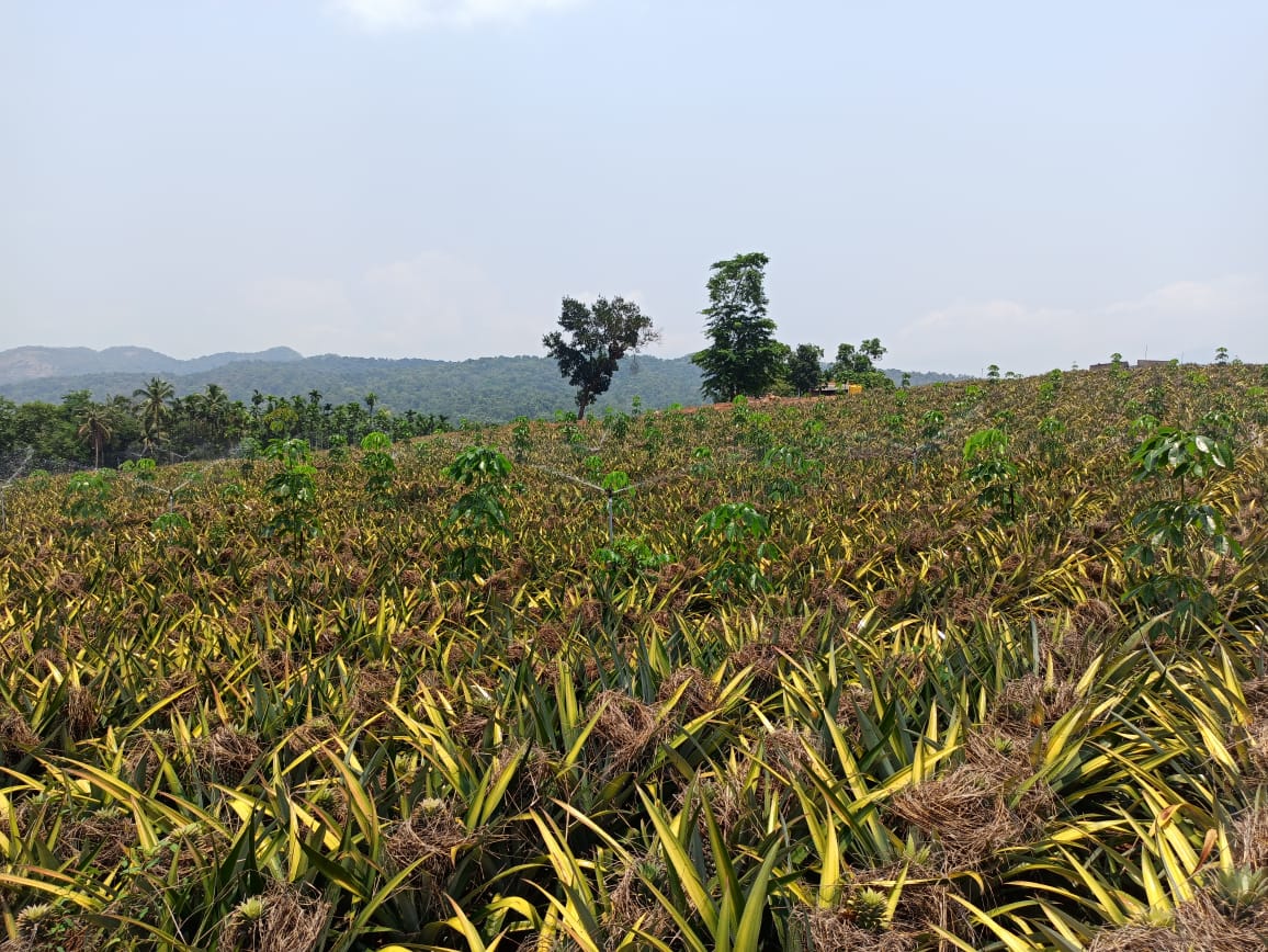 ಲಾಕ್ ಡೌನ್ ಎಫೆಕ್ಟ್ 300 ಟನ್ ಅನನಾಸು ಬೆಳೆದ ಕೃಷಿಕ ಕಂಗಾಲು