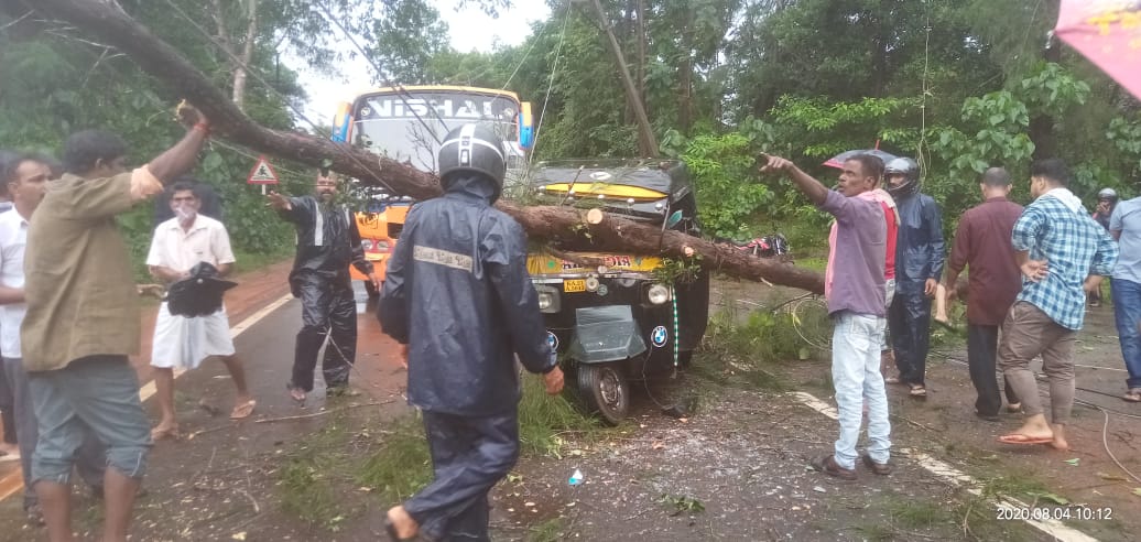 ಚಲಿಸುತ್ತಿದ್ದ ರಿಕ್ಷಾ ಮೇಲೆ ಬಿದ್ದ ಮರ