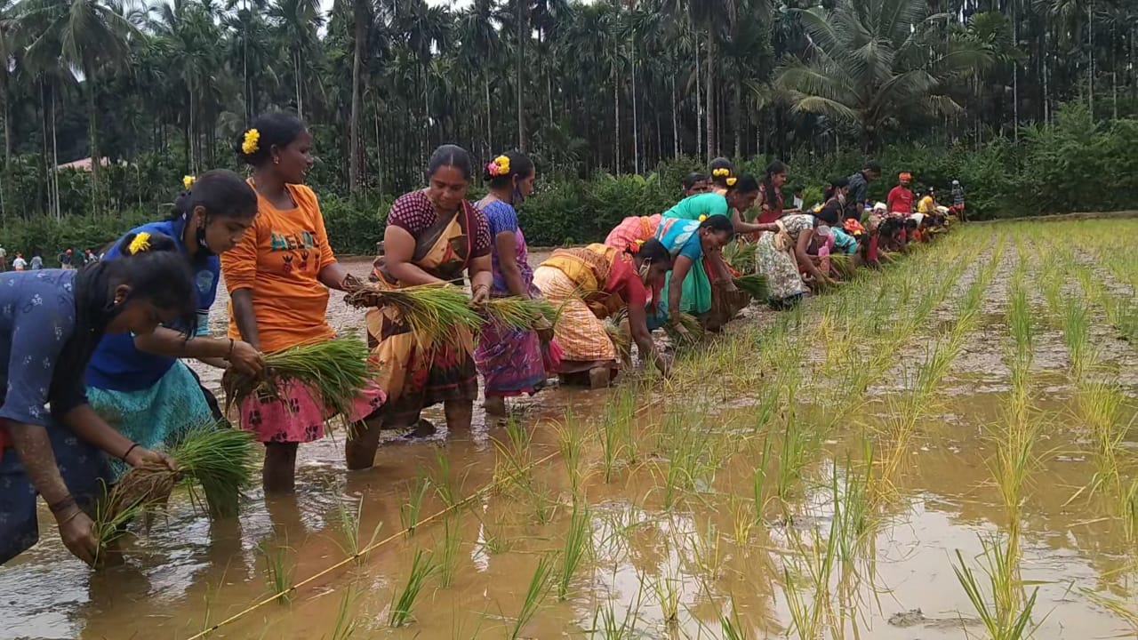 ಹಡೀಲು ಬಿದ್ದ ಗದ್ದೆ ಹಸಿರಾಗಿಸಲು ವಿಶೇಷ ಉತ್ತೇಜನ-ಶಾಸಕ ಪೂಂಜ