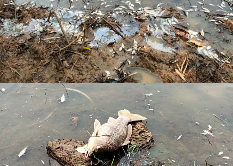 ಸಾಂಕ್ರಾಮಿಕ ರೋಗದ ಭೀತಿಯಲ್ಲಿ ಗುರುವಾಯನಕೆರೆ ನಾಗರಿಕರು;ನಿರ್ಲಜ್ಜ ತಾಲೂಕು ಆಡಳಿತದಿಂದ ನಿರ್ಲಕ್ಷ್ಯ ಧೋರಣೆ