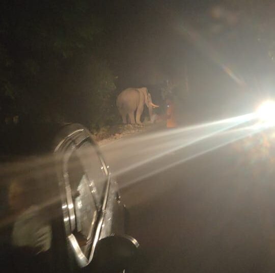 ರಾಷ್ಟ್ರೀಯ ಹೆದ್ದಾರಿಯಲ್ಲಿ ಒಂಟಿ ಸಲಗ ಪ್ರತ್ಯಕ್ಷ