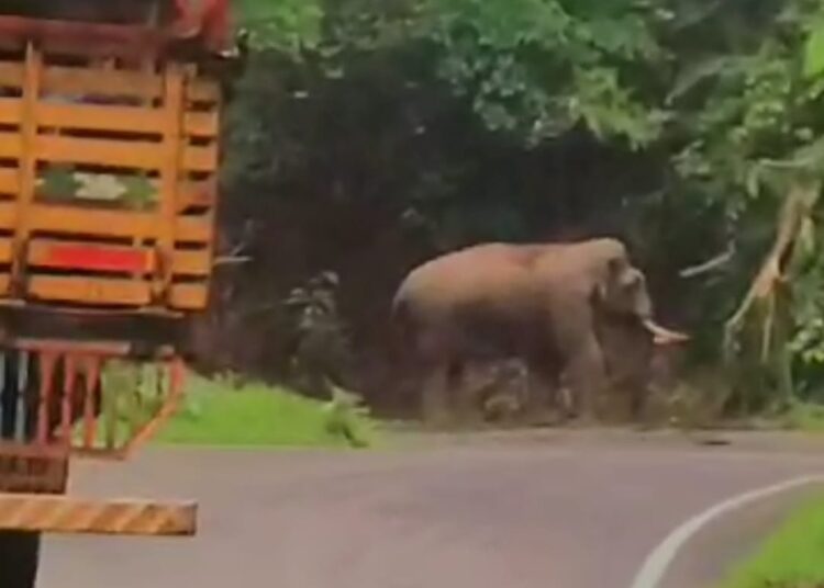 ಮತ್ತೆ ಒಂಟಿ ಸಲಗ ಪ್ರತ್ಯಕ್ಷ – ಆತಂಕದಲ್ಲಿ ನಾಗರಿಕರು