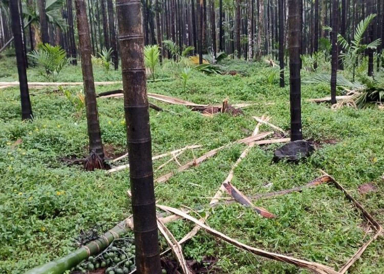 ಚಾರ್ಮಾಡಿಯಲ್ಲಿ ಕಾಡಾನೆ ಹಾವಳಿ